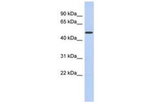 Image no. 1 for anti-Family with Sequence Similarity 71, Member D (FAM71D) (AA 287-336) antibody (ABIN6743048) (FAM71D 抗体  (AA 287-336))