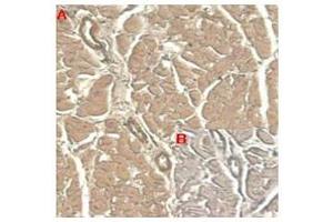 Immunohistochemical staining of human tissue using anti-IL-33 (human), mAb (IL33305B)  at 1:100 dilution. (IL-33 抗体)