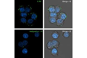TRPV1 was detected in live PC12 pheochromocytoma cells by confocal microscopy using Anti-TRPV1 (VR1) (extracellular) Antibody (ABIN7043838, 1:25), followed by goat anti-rabbit secondary antibody conjugated to Alexa Fluor® 488 (green).