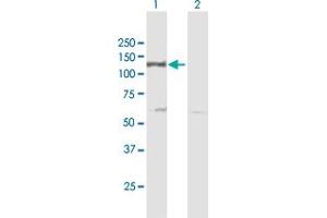 Western Blot analysis of DDB1 expression in transfected 293T cell line by DDB1 MaxPab polyclonal antibody. (DDB1 抗体  (AA 1-1140))