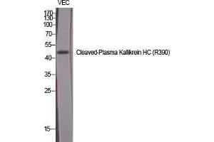 Western Blot (WB) analysis of specific cells using Cleaved-Plasma Kallikrein HC (R390) Polyclonal Antibody.