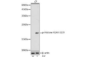 Western blot analysis of extracts of C6 cells, using Phospho-Histone H2AX-S139 antibody (ABIN3023621, ABIN3023622, ABIN3023623, ABIN1513352 and ABIN6225475) at 1:500 dilution. (Histone H2A 抗体  (pSer139))