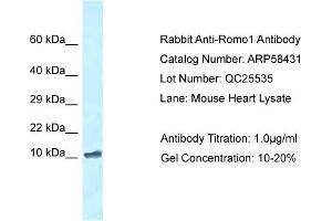 Western Blotting (WB) image for anti-Reactive Oxygen Species Modulator 1 (ROMO1) (N-Term) antibody (ABIN2787675) (ROMO1 抗体  (N-Term))