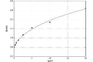 Ras Homolog Gene Family, Member C (RHOC) ELISA Kit