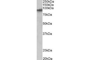 ABIN870668 (0. (ZNF652 抗体  (AA 594-606))