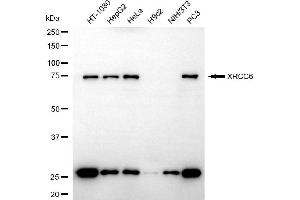 Western blotting analysis using XRCC6 antibody (ABIN7800878).