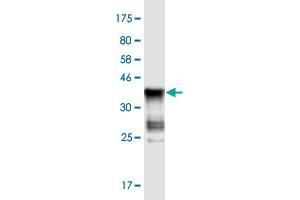 Western Blot detection against Immunogen (37. (ASB5 抗体  (AA 220-328))