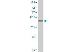 Western Blot detection against Immunogen (37. (PBK 抗体  (AA 1-110))
