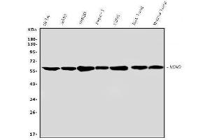 Western blot analysis of nmt55/p54nrb using anti-nmt55/p54nrb antibody (ABIN3044530). (NONO 抗体  (N-Term))