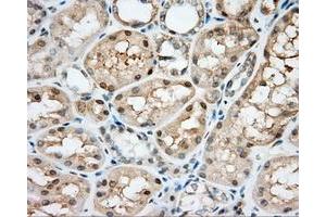 Immunohistochemical staining of paraffin-embedded Kidney tissue using anti-NIT2 mouse monoclonal antibody. (NIT2 抗体)