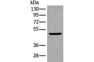 Western blot analysis of Mouse brain tissue lysate using B4GAT1 Polyclonal Antibody at dilution of 1:800 (B3GNT1 抗体)