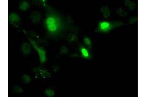 Immunofluorescence (IF) image for anti-Uridine-Cytidine Kinase 1 (UCK1) antibody (ABIN1501665) (UCK1 抗体)