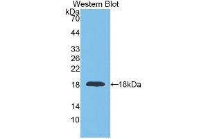 Western Blotting (WB) image for anti-Glyceraldehyde-3-Phosphate Dehydrogenase (GAPDH) (AA 2-148) antibody (ABIN1078089) (GAPDH 抗体  (AA 2-148))