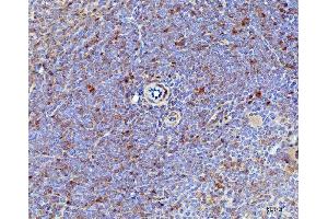 IHC analysis of IL-17A/Il17a using anti-IL-17A/Il17a antibody (ABIN7600319).