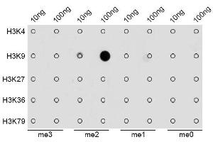 Dot Blot (DB) image for anti-Histone 3 (H3) (H3K9me2) antibody (ABIN3023260)