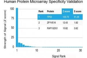 Microarray (MA) image for anti-Tumor Protein P53 (TP53) antibody (ABIN5707630)