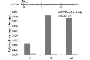 Chromatin Immunoprecipitation (ChIP) image for anti-Histone 3 (H3) (H3K36me2) antibody (ABIN3016036)