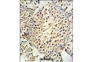 YPEL5 Antibody (C-term) (ABIN653916 and ABIN2843151) IHC analysis in formalin fixed and paraffin embedded mouse testis tissue followed by peroxidase conjugation of the secondary antibody and DAB staining. (YPEL5 抗体  (C-Term))