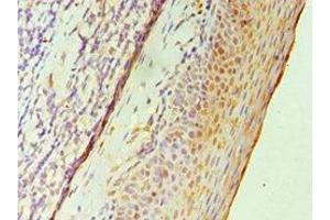 Immunohistochemistry of paraffin-embedded human tonsil tissue using ABIN7151755 at dilution of 1:100