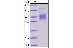 SDS-PAGE (SDS) image for C-Type Lectin Domain Family 12, Member A (CLEC12A) (AA 65-265) protein (His tag,FITC) (ABIN6973033)