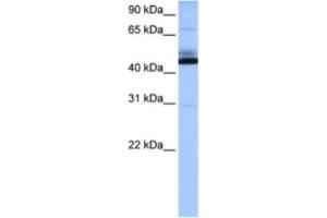 Western Blotting (WB) image for anti-Chromosome 15 Open Reading Frame 27 (C15orf27) antibody (ABIN2463540) (C15orf27 抗体)