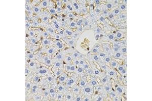 Immunohistochemistry of paraffin-embedded mouse liver using SLC6A1 antibody. (SLC6A1 抗体)