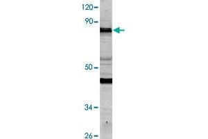 Western blot analysis of HeLa cell lysate with NCAPH polyclonal antibody  at 1:500 dilution. (NCAPH 抗体)