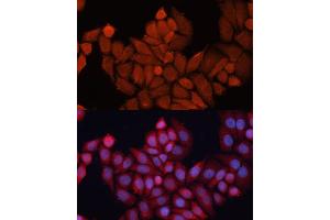 Immunofluorescence (IF) image for anti-DnaJ (Hsp40) Homolog, Subfamily B, Member 1 (DNAJB1) (AA 1-340) antibody (ABIN6139701)