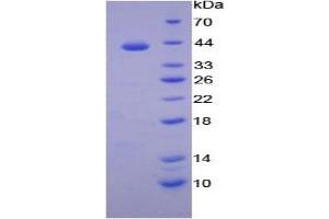 SDS-PAGE of Protein Standard from the Kit  (Highly purified E. (Transferrin Receptor 2 ELISA 试剂盒)