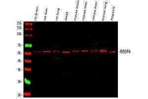 Western blot analysis of RbAp48 using anti-RbAp48 antibody (ABIN3043920).
