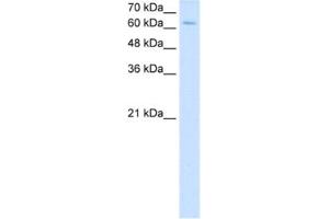 Western Blotting (WB) image for anti-Nuclear Receptor Subfamily 2, Group C, Member 2 (NR2C2) antibody (ABIN2463121)