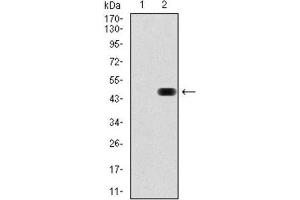 Western Blotting (WB) image for anti-RAP1A, Member of RAS Oncogene Family (RAP1A) antibody (ABIN1845371) (RAP1A 抗体)