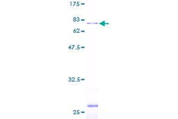 Leupaxin Protein (LPXN) (AA 1-386) (GST tag)