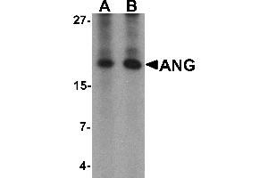 Western blot analysis of ANG in rat liver tissue lysate with Ang antibody at (A) 1 and (B) 2 µg/mL.