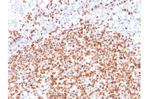 Immunohistochemistry (IHC) image for anti-POU domain, class 2, transcription factor 2 (POU2F2) (AA 112-297) antibody (ABIN6940359)