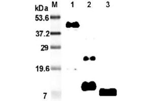 Western blot analysis using anti-RELM-β (mouse), mAb (MRB 46L)  at 1:2'000 dilution. (RETNLB 抗体)