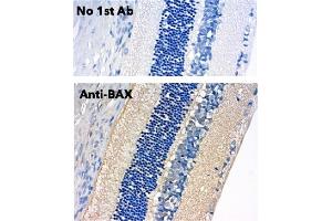 Immunohistochemistry (IHC) image for anti-BCL2-Associated X Protein (BAX) (N-Term) antibody (ABIN6254209)