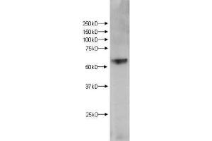 Western Blot of Rabbit anti-KMO antibody. (KMO 抗体  (Internal Region))