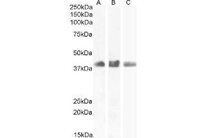 Western Blotting (WB) image for anti-SRY (Sex Determining Region Y)-Box 2 (SOX2) (N-Term) antibody (ABIN6391384)