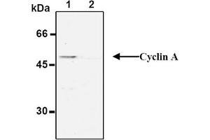 Western Blotting (WB) image for anti-Cyclin A2 (CCNA2) antibody (Biotin) (ABIN2853583) (Cyclin A 抗体  (Biotin))