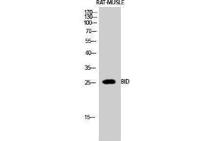 Western Blotting (WB) image for anti-BH3 Interacting Domain Death Agonist (BID) (Internal Region) antibody (ABIN3172738) (BID 抗体  (Internal Region))