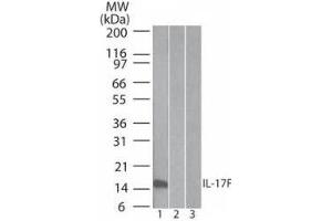 Western Blotting (WB) image for anti-Interleukin 17F (IL17F) antibody (ABIN1043779)