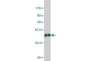 Western Blotting (WB) image for anti-Calpain 9 (CAPN9) (AA 591-690) antibody (ABIN564689)