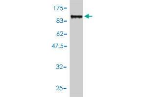 Western Blot detection against Immunogen (92. (TDP1 抗体  (AA 1-608))