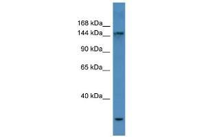 WB Suggested Anti-COL4A3 Antibody Titration: 0. (COL4a3 抗体  (N-Term))