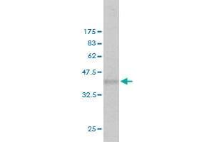 Western Blot detection against Immunogen (36. (EXT2 抗体  (AA 216-315))