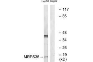 Western blot analysis of extracts from HepG2 cells, using MRPS36 Antibody. (MRPS36 抗体  (AA 4-53))