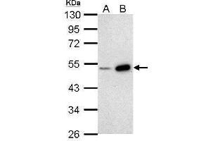 WB Image Sample (30 ug of whole cell lysate) A: NIH-3T3 B: JC 10% SDS PAGE antibody diluted at 1:1000 (BMP4 抗体)