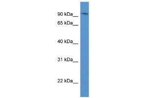 WB Suggested Anti-ADAM8 Antibody Titration: 0. (ADAM8 抗体  (N-Term))