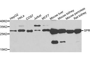 Western blot analysis of extracts of various cells, using SPR antibody. (SPR 抗体)